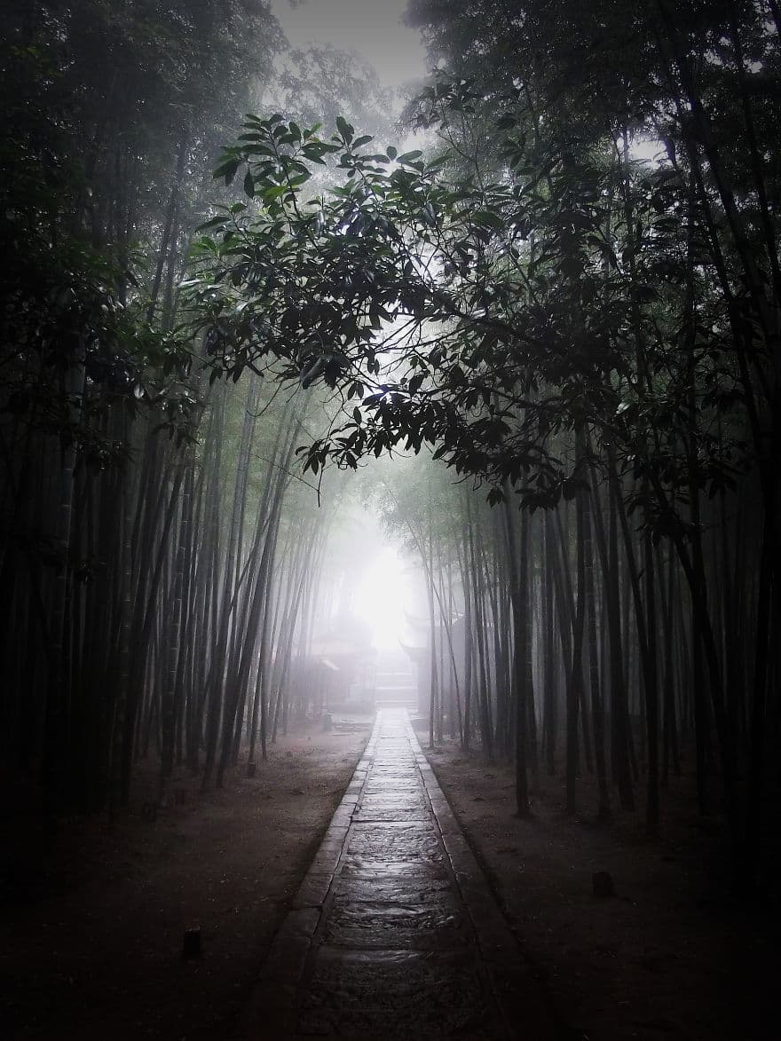 bamboosea_fog1__880