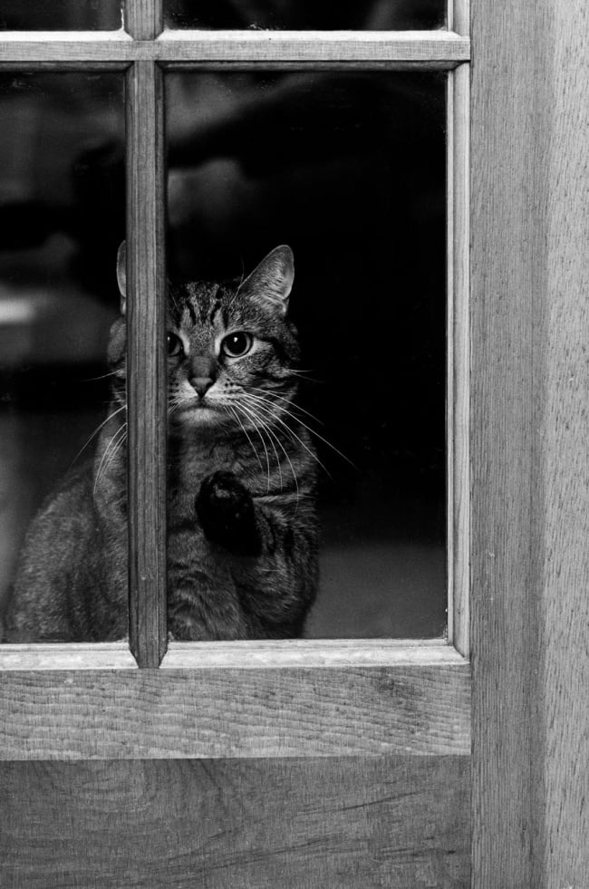 643605-650-1445499132cat-waiting-window-62