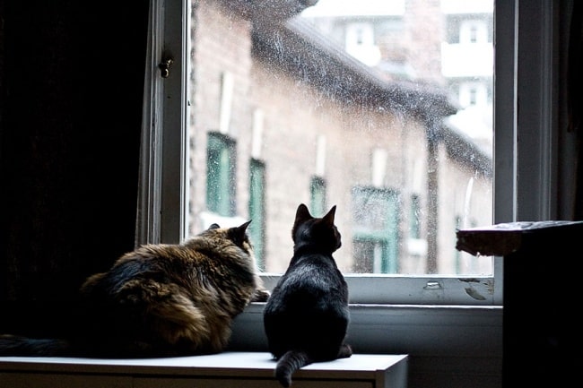 643005-650-1445499133cat-waiting-window-30