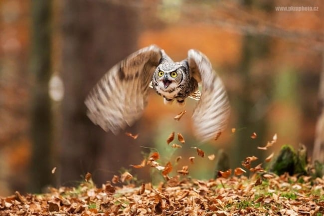 14265860-R3L8T8D-650-owl-photography-13__880