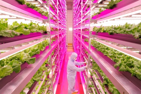 GE-Mirai-Lettuce-Farm-5