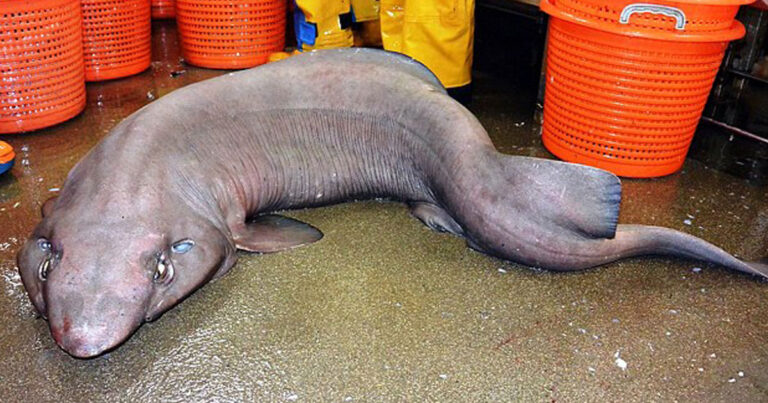 Αυτός είναι ο πιο άσχημος και τρομακτικός καρχαρίας που έχει βρεθεί ποτέ