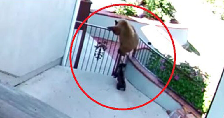 Μικρό μπουλντόγκ παίρνει στο κυνήγι δύο αρκούδες που προσπαθούν να μπουν στο σπίτι του αφεντικού του!