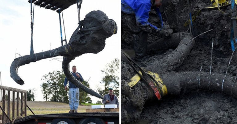 Αγρότης βρήκε σκελετό από μαμούθ στο χωράφι του!