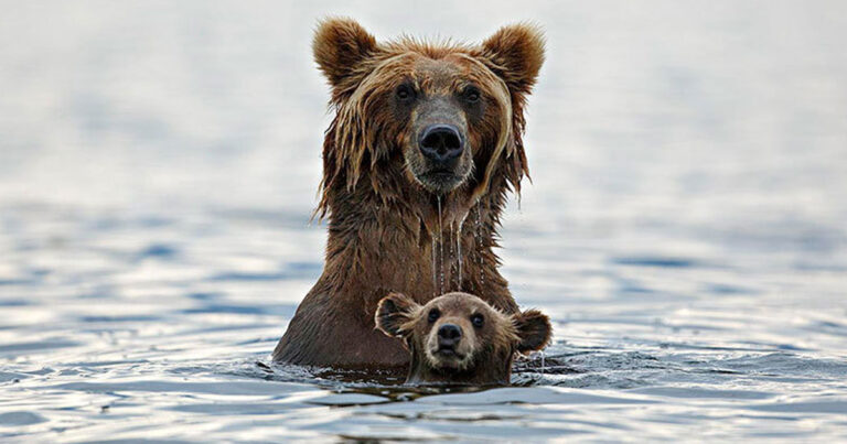 25 πολύ συναισθηματικές στιγμές ζωών στο ζωικό βασίλειο