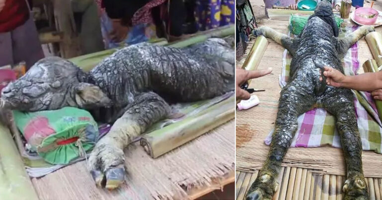 Παράξενο πλάσμα με σώμα ταύρου και κεφάλι κροκόδειλου βρέθηκε στην Ταϊλάνδη