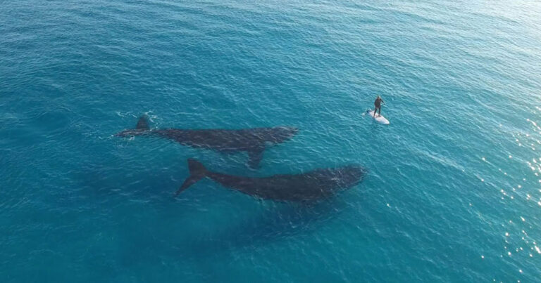 Κωπηλατούσε και συνάντησε ξαφνικά δύο φάλαινες. Το θέαμα θα σας μαγνητίσει!