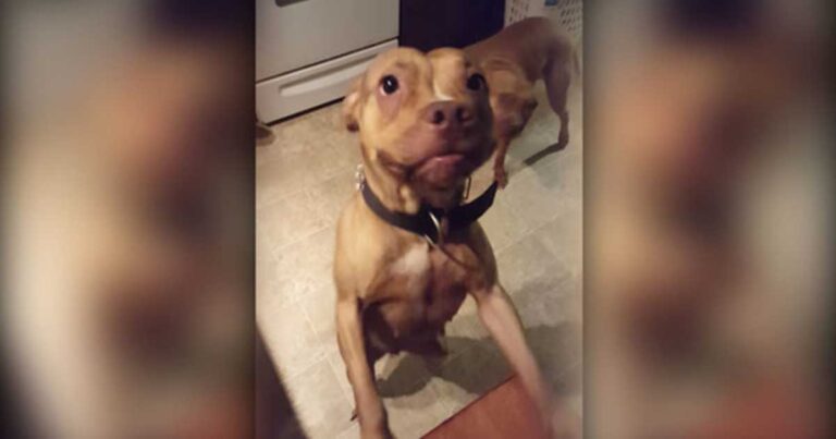 Είναι τόσο χαρούμενα που βλέπουν τo αφεντικό τους αλλά δεν μπορούν να κρύψουν τις ενοχές τους!