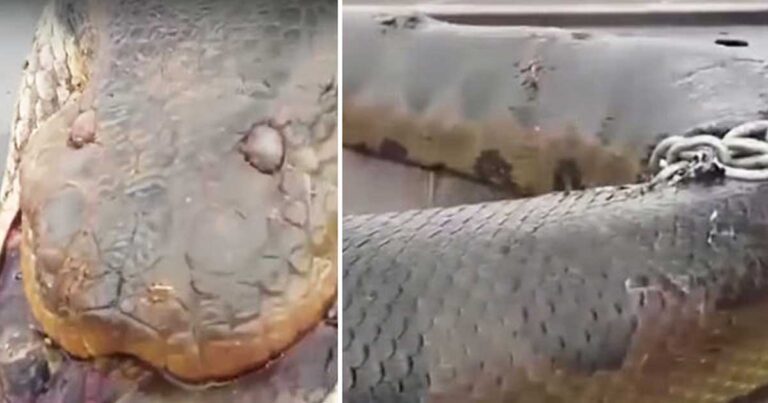 Ανακαλύφθηκε το μεγαλύτερο φίδι στον κόσμο και είναι τρομακτικό!