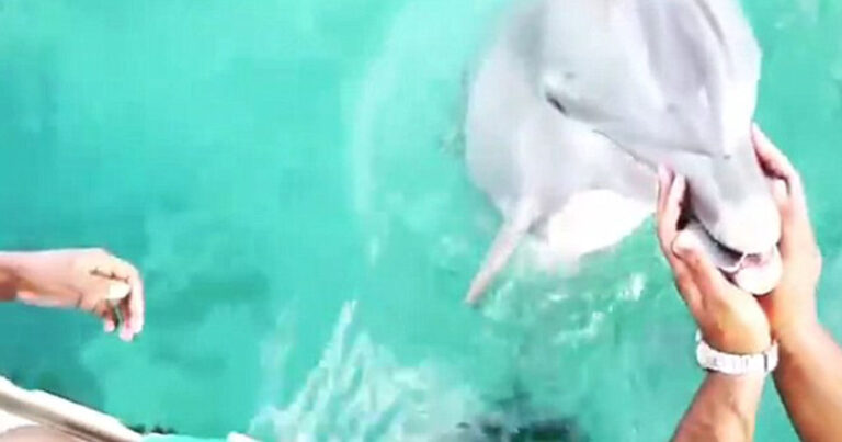 Δελφίνι «σώζει» κινητό τηλέφωνο στο βυθό της θάλασσας και το δίνει πίσω στην ιδιοκτήτριά του!