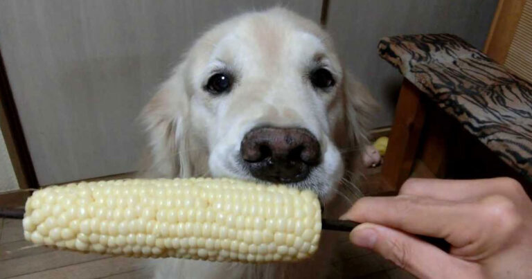 Αξιολάτρευτος σκύλος τρώει καλαμπόκι σαν άνθρωπος!