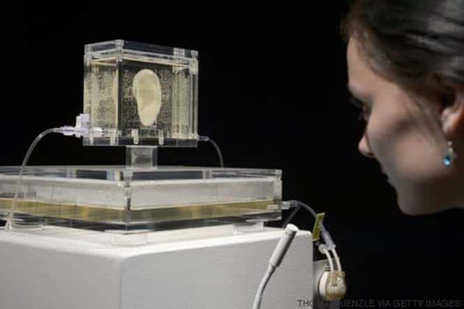 A woman uses a microphone to speak to the living replica of Dutch painter Vincent van Gogh's famously severed ear which is displayed at Culture and media museum ZKM, in Karlsruhe, southwestern Germany, on June 4, 2014. The ear is part of the exhibition "Sugababe" by Diemut Strebe, an artist specialised in artworks using biological material, who collaborated with scientists to reconstruct the Dutch master's ear using DNA from a relative and 3D printers. The show will be on display in Karlsruhe until July 6, 2014 before moving to New York in early 2015.  AFP PHOTO / THOMAS KIENZLE +++ RESTRICTED TO EDITORIAL USE, MANDATORY MENTION OF THE ARTIST UPON PUBLICATION, TO ILLUSTRATE THE EVENT AS SPECIFIED IN THE CAPTION        (Photo credit should read THOMAS KIENZLE/AFP/Getty Images)