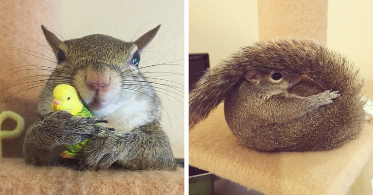 Έσωσαν αυτό τον σκίουρο από τυφώνα και τον έβαλαν στην οικογένεια τους!