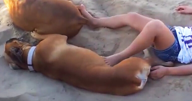 To πιτσιρίκι κλωτσά το σκύλο. Ο σκύλος όμως δεν το αφήνει να περάσει έτσι!