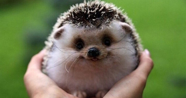 23 εικόνες που θα σας αποδείξουν ότι είναι σημαντικό να χαμογελάμε!