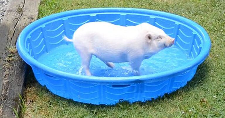 Τρισευτυχισμένο γουρουνάκι πλατσουρίζει σε παιδική πισίνα και χαρίζει χαμόγελα!