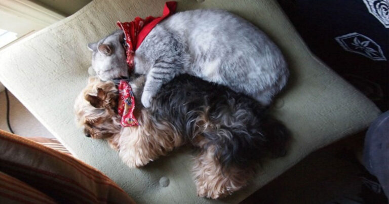 20 φωτογραφίες που αποδεικνύουν ότι μια γάτα και ένας σκύλος μπορεί να είναι κάτι παραπάνω από φίλοι.