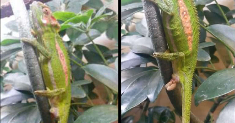 H σπάνια στιγμή γέννησης ενός μωρού χαμαιλέοντα!