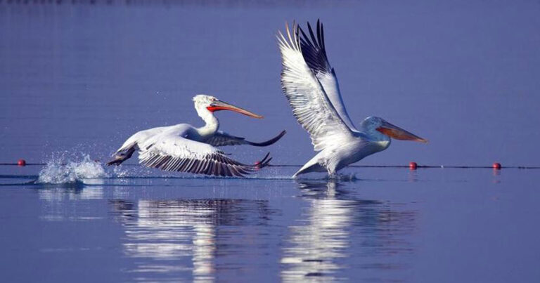 Τριπλασιάστηκαν τα ζευγάρια πουλιών στο Δέλτα Αξιού!