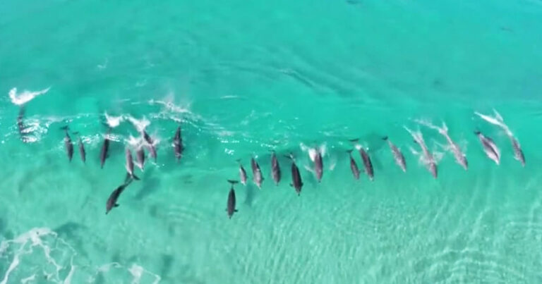 Δελφίνια κολυμπούν ανέμελα στις Αυστραλιανές ακτές και χαρίζουν ένα μαγικό θέαμα