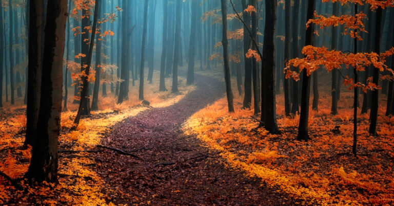 28 εκθαμβωτικά μονοπάτια από δάση όλου του κόσμου που μας προσκαλούν να τα διασχίσουμε