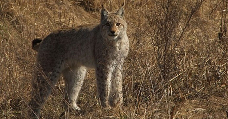 Το Τσέρνομπιλ έγινε «παράδεισος» για την άγρια ζωή!