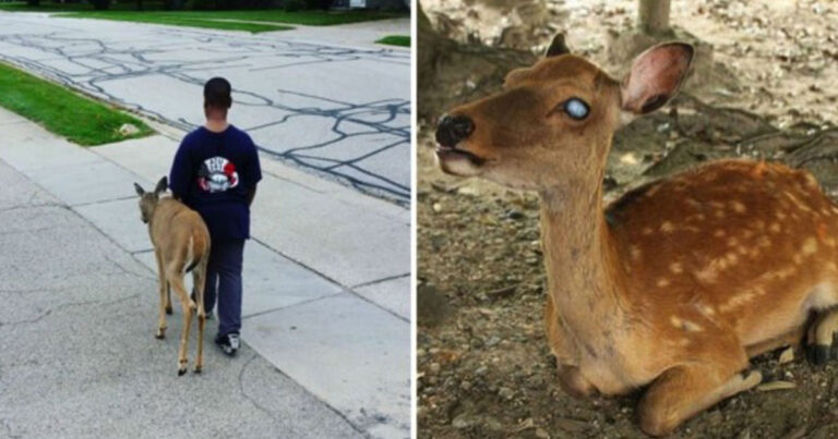 10χρονο αγόρι βοηθάει κάθε πρωί τυφλό ελάφι να βρει τροφή και μετά πάει στο σχολείο!