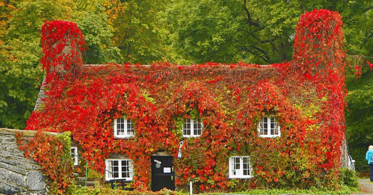 Ένα παραμυθένιο βρετανικό τεϊοποτείο 7 αιώνων