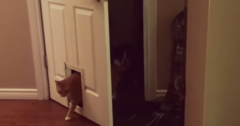 Γάτα περνάει μέσα από μια πόρτα για γάτες έτσι όπως μόνο μια γάτα θα μπορούσε!