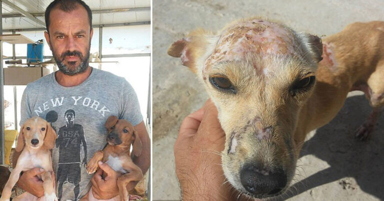Οδοντίατρος στην Κρήτη παράτησε την δουλειά του για να φροντίζει τους 200 αδέσποτους σκύλους του!