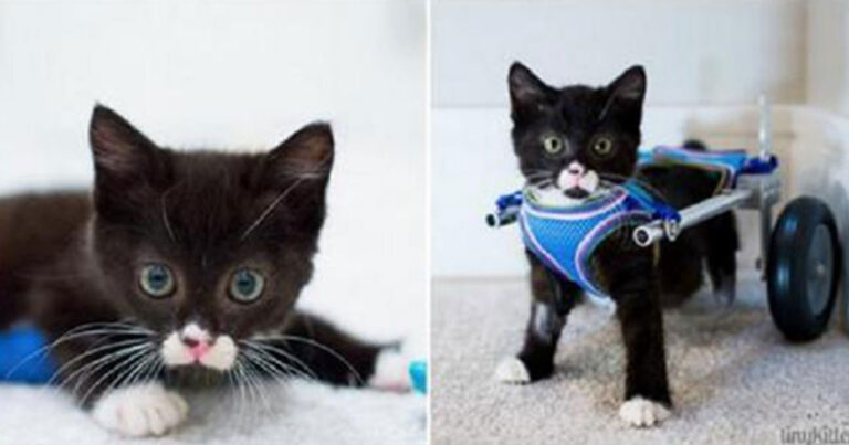 Γατάκι χωρίς πόδια κάνει τα πρώτα του βήματα με το νέο του αναπηρικό καροτσάκι.