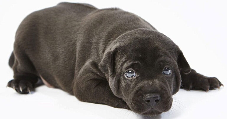 Αυτά είναι τα πιο σπάνια κουτάβια του κόσμου που κοστίζουν 13.500 ευρώ το καθένα!