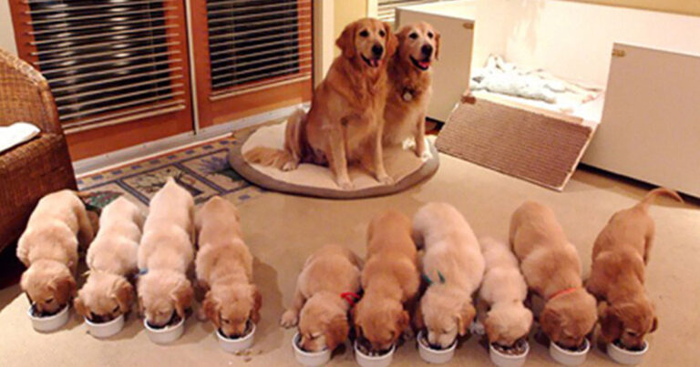 55 μαμάδες ποζάρουν περήφανα μαζί με τα κουταβάκια τους