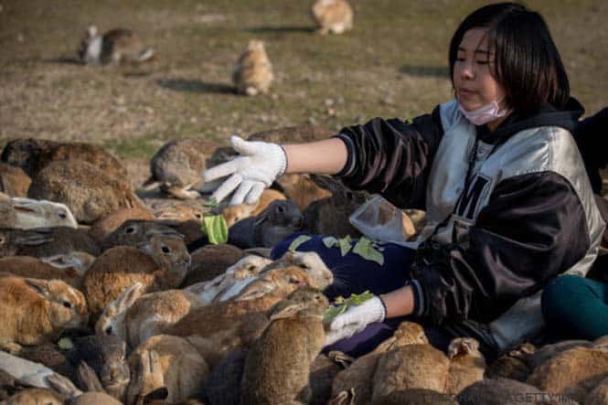 TAKEHARA, JAPAN - FEBRUARY 24: A tourist feeds hundreds of rabbits at Okunoshima Island on February 24, 2014 in Takehara, Japan. Okunoshima is a small island located in the Inland Sea of Japan in Hiroshima Prefecture. The Island often called Usagi Jima or "Rabbit Island" is famous for it's rabbit population that has taken over the island and become a tourist attraction with many people coming to the feed the animals and enjoy the islands tourist facilities which include a resort, six hole golf course and camping grounds. During World War II the island was used as a poison gas facility. From 1929 to 1945, the Japanese Army produced five types of poison gas on Okunoshima Island. The island was so secret that local residents were told to keep away and it was removed from area maps. Today ruins of the old forts and chemical factories can be found all across the island.  (Photo by Chris McGrath/Getty Images)