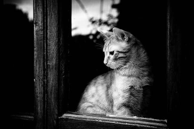 643255-650-1445499133cat-waiting-window-44