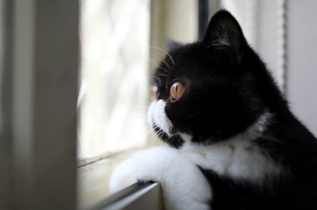 643555-650-1445499133cat-waiting-window-61