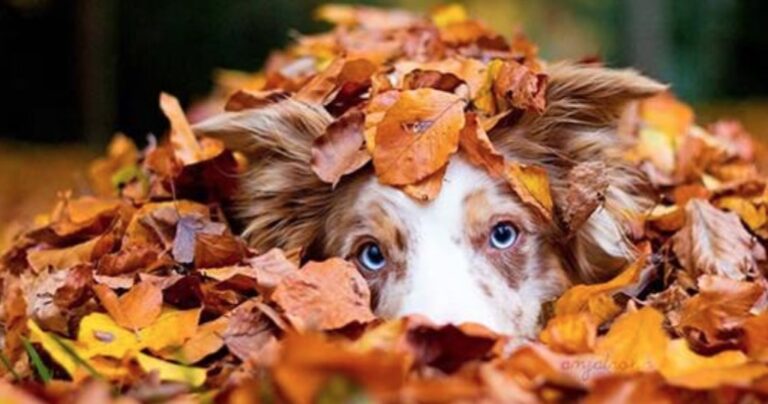 18 εκπληκτικές φωτογραφίες ζώων που απολαμβάνουν το Φθινόπωρο!