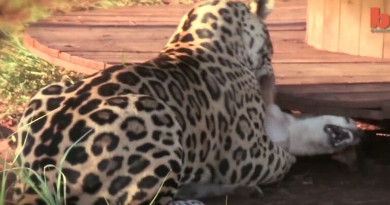 Μια απρόσμενη φιλία: Έχετε δει ποτέ τζάγκουαρ να παίζει με σκύλο;