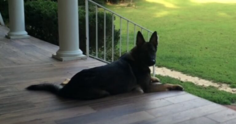 Λέει στον σκύλο της ότι είχε μία δύσκολη ημέρα. Δείτε τι κάνει αυτός αμέσως μετά!