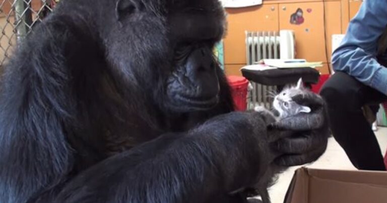 Γορίλλας που δεν μπορεί να κάνει δικά της παιδιά, υιοθετεί 2 μικρά γατάκια.