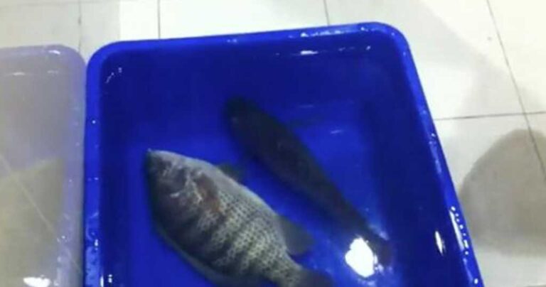 Ρίχνουν κατεψυγμένα ψάρια στο νερό και αυτά επανέρχονται ξανά στην ζωή