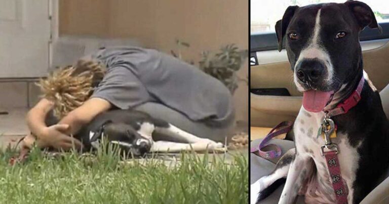 Αστυνομικός πυροβόλησε και σκότωσε σκύλο επειδή νόμιζε ότι θα του επιτεθεί…