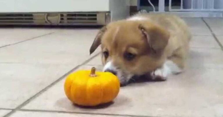 Αυτό το κουτάβι κόργκι βλέπει για πρώτη φορά μια κολοκύθα. Η αντίδραση του; Αξιολάτρευτη…