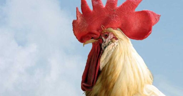 Πώς βγήκε η παροιμία «Σαρανταπέντε Γιάννηδες ενός κοκόρου γνώση»