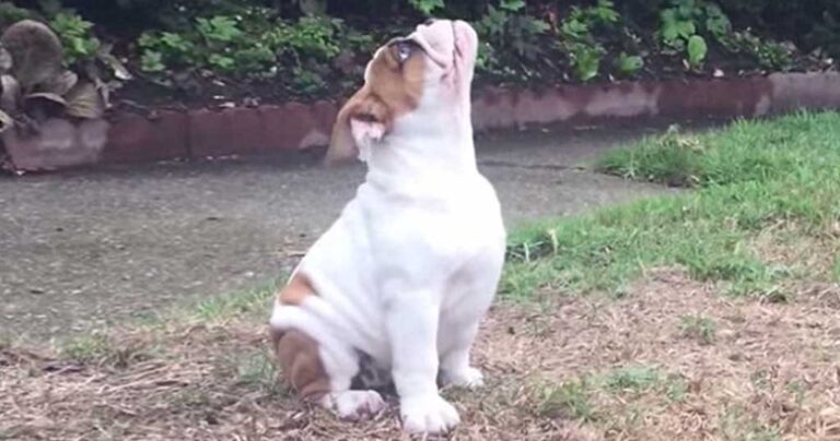 Ένα αγγλικό μπουλντόγκ αντικρίζει για πρώτη φορά τη βροχή. Η αντίδραση του; Aπίστευτη!