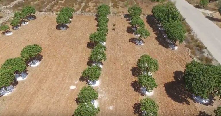 Μαστιχόδενδρο της Χίου: Το δέντρο που φυτρώνει μόνο στη Χιο σε ένα μοναδικό βίντεο από ψηλά