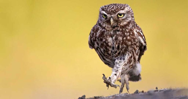 20 φωτογραφίες για τις οποίες οι κουκουβάγιες μπορούν να είναι υπερήφανες
