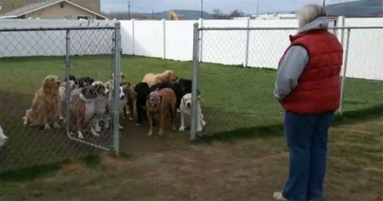 Φωνάζει αυτά τα σκυλιά με το όνομα τους και βγαίνουν ένα-ένα!