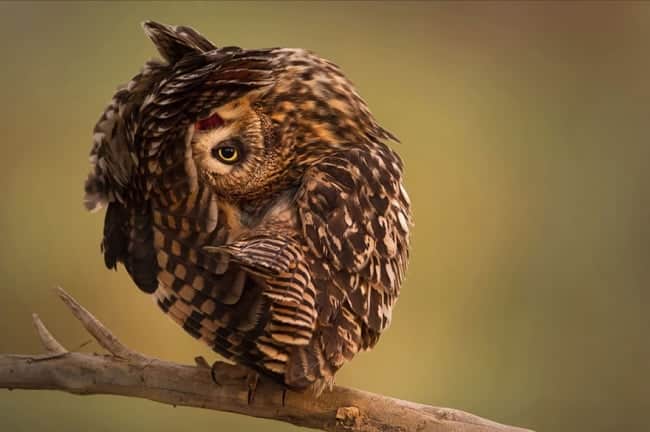 14269710-R3L8T8D-650-owl-photography-1__880