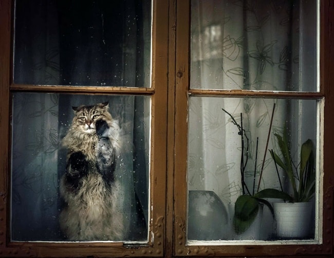 643805-650-1445499132cat-waiting-window-7